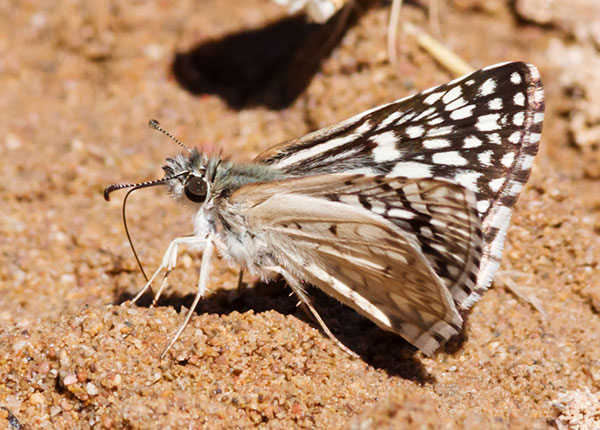 Desert Checkered-Skipper Pyrgus philetas