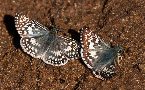 Desert Checkered-Skipper Pyrgus philetas