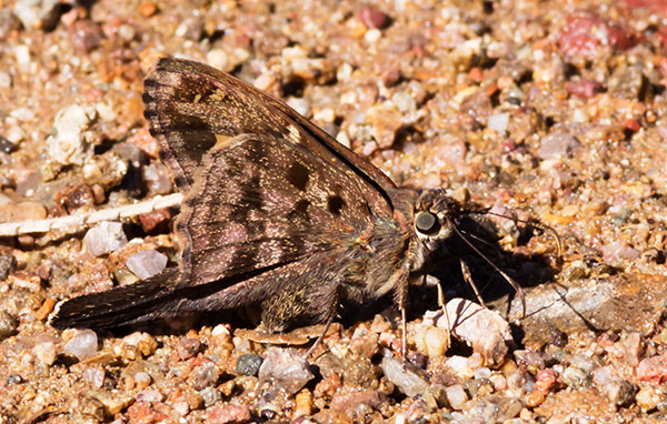 Dorantes Longtail Urbanus dorantes