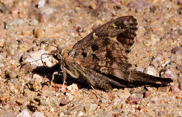 Dorantes Longtail Urbanus dorantes