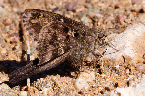 Dorantes Longtail Urbanus dorantes