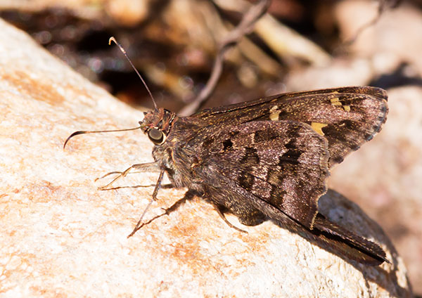Dorantes Longtail Urbanus dorantes