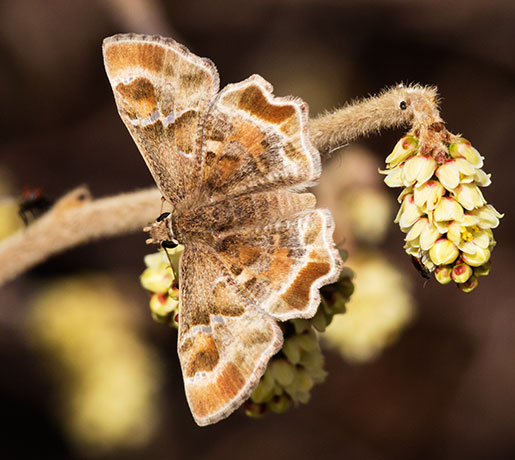 Arizona Powdered-Skipper Systasea zampa Butterfly