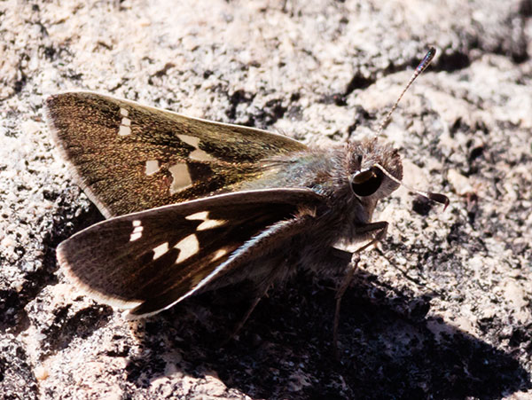 White-barred Skipper Atrytonopsis pittacus