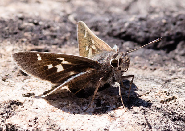 White-barred Skipper Atrytonopsis pittacus