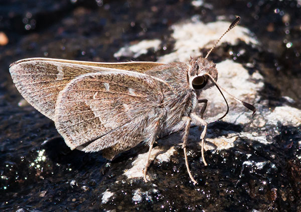 White-barred Skipper Atrytonopsis pittacus