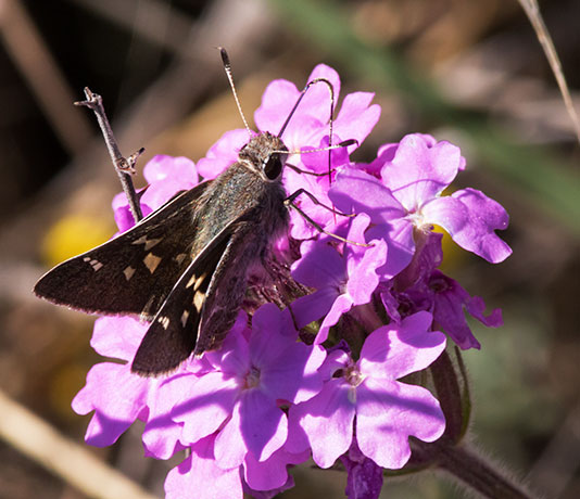 White-barred Skipper Atrytonopsis pittacus