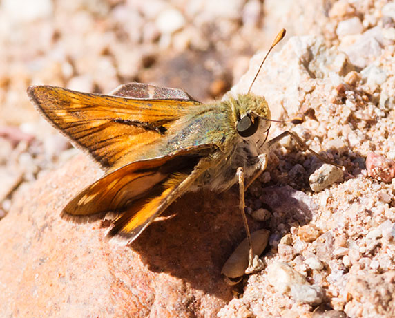 Pahaska Skipper Hesperia pahaska 
