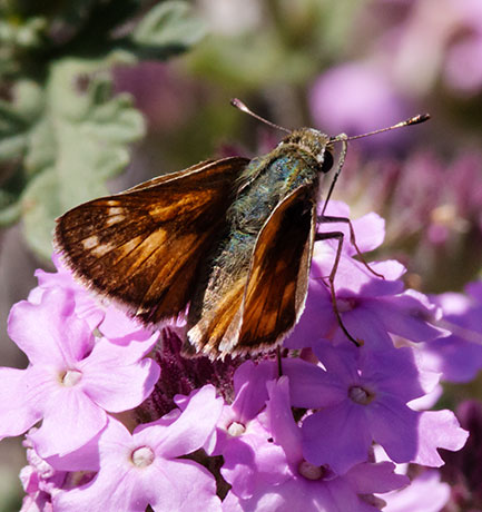 Pahaska Skipper Hesperia pahaska 