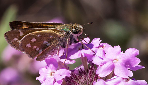 Pahaska Skipper Hesperia pahaska 