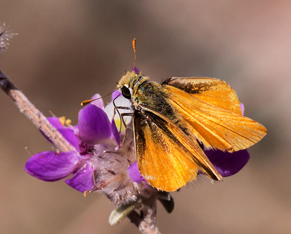Orange Skipperling Copaeodes aurantiacus