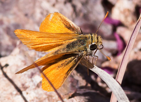 Orange Skipperling Copaeodes aurantiacus