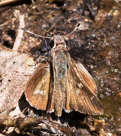 White-barred Skipper Atrytonopsis pittacus