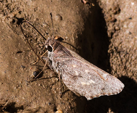 Sheep Skipper Atrytonopsis edwardsi