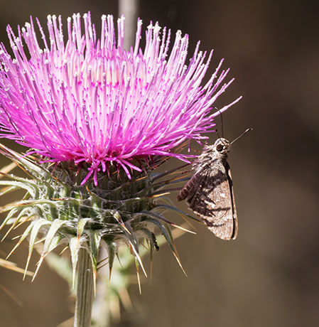 Sheep Skipper Atrytonopsis edwardsi