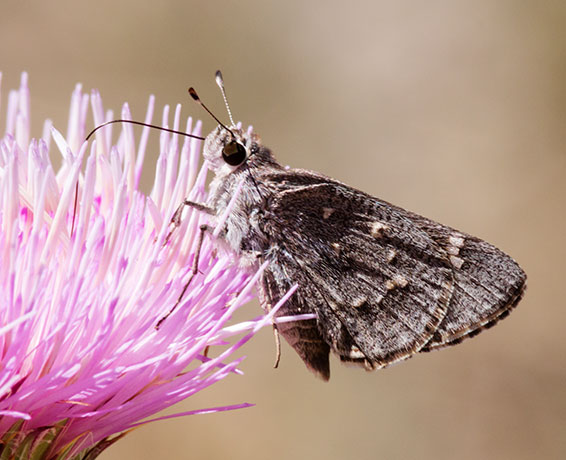 Sheep Skipper Atrytonopsis edwardsi