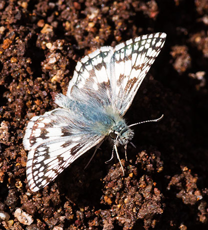 Checkered Skipper Pyrgus
