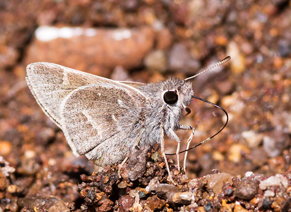 White-barred Skipper Atrytonopsis pittacus