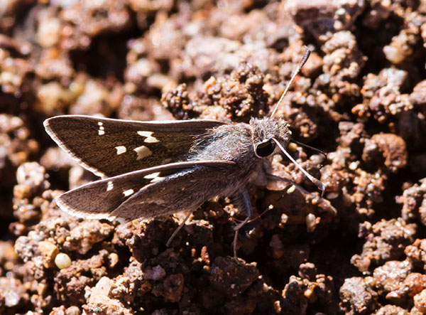 White-barred Skipper Atrytonopsis pittacus