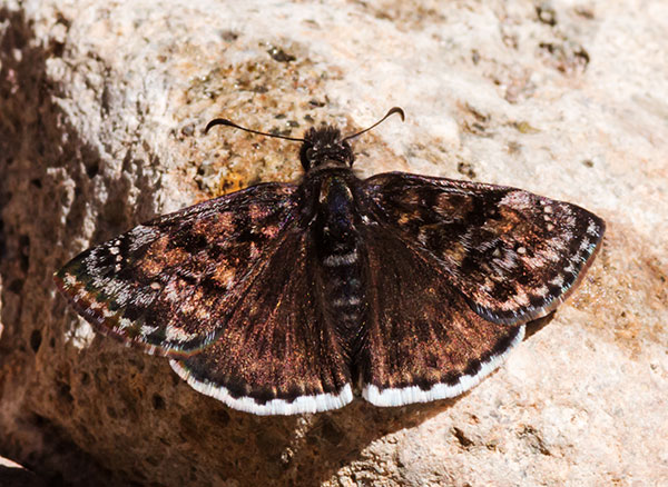 Mournful Duskwing Tristis Duskywing Erynnis tristis tatius  Hesperiidae subfamily pyrginae Butterfly