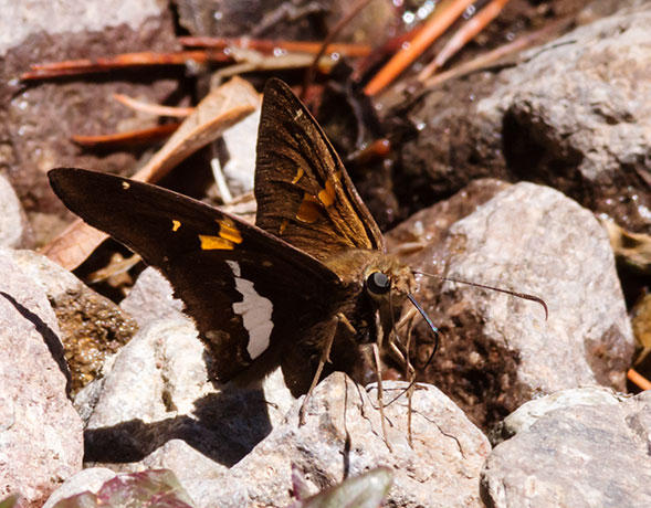 Silver-spotted Skipper Epargyreus clarus Butterfly