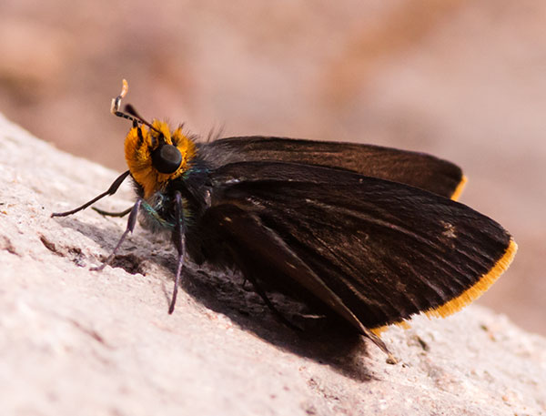 Orange-edged Roadside-Skipper Amblyscirtes fimbriata Butterfly