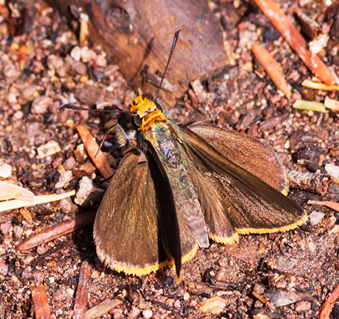 Orange-edged Roadside-Skipper Amblyscirtes fimbriata Butterfly