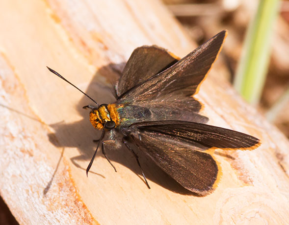 Orange-edged Roadside-Skipper Amblyscirtes fimbriata Butterfly