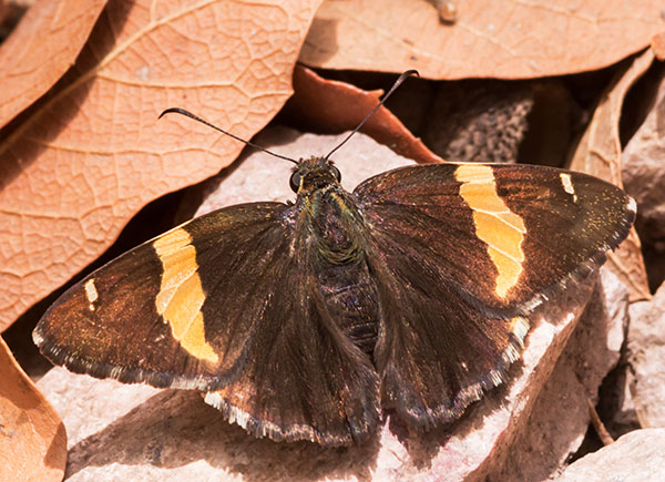 Golden Banded Skipper Autochton cellus Butterfly