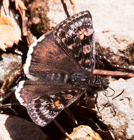 Pacuvius Duskwing Erynnis pacuvius Butterfly