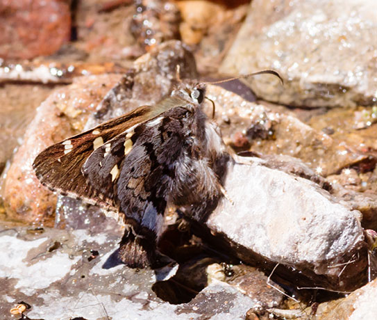 Short-tailed Skipper Zestusa dorus Butterfly