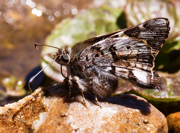 Short-tailed Skipper Zestusa dorus Butterfly