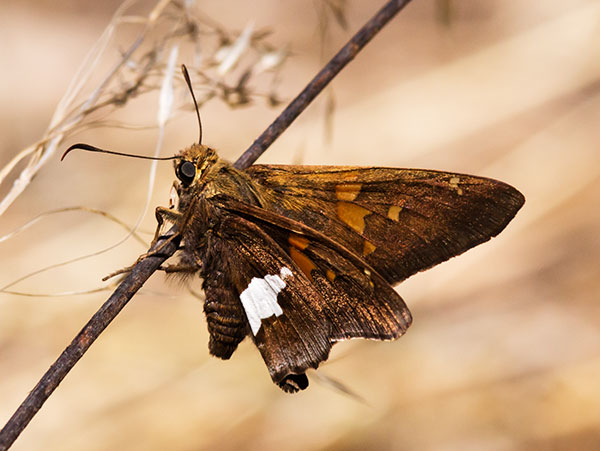 Silver-spotted Skipper Epargyreus clarus Butterfly