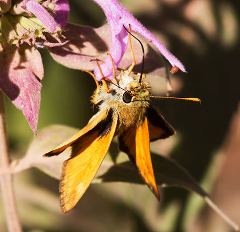 Taxiles Skipper Poanes Texiles Butterfly
