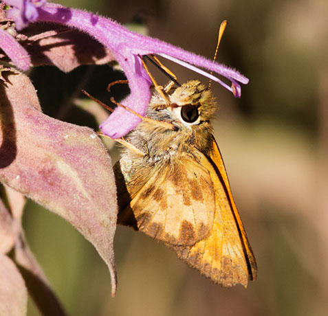 Taxiles Skipper Poanes Texiles Butterfly