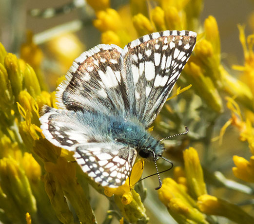 Checkered Skipper Pyrgus