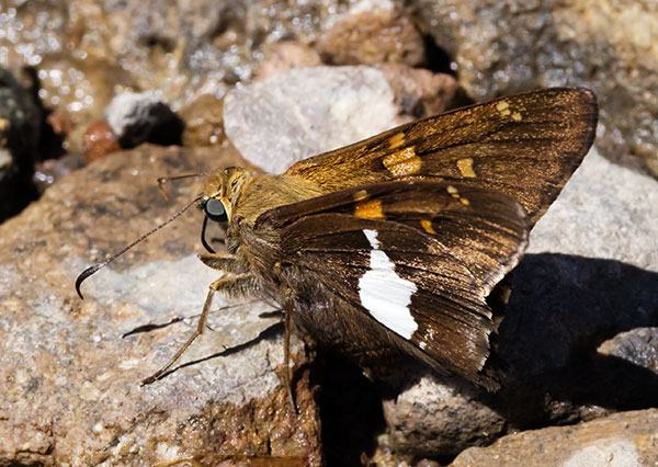 Silver-spotted Skipper Epargyreus clarus Butterfly