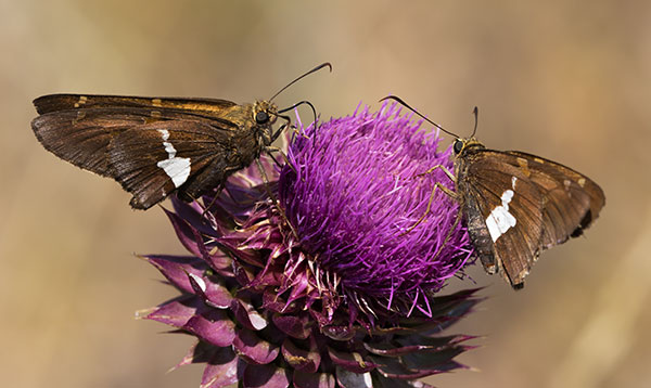 Silver-spotted Skipper Epargyreus clarus Butterfly
