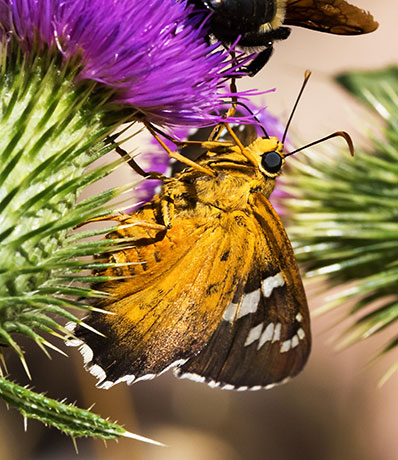 Dull Firetip Pyrrhopyge araxes  Butterfly