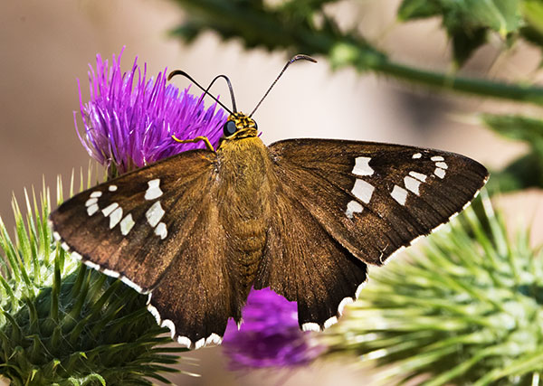 Dull Firetip Pyrrhopyge araxes  Butterfly