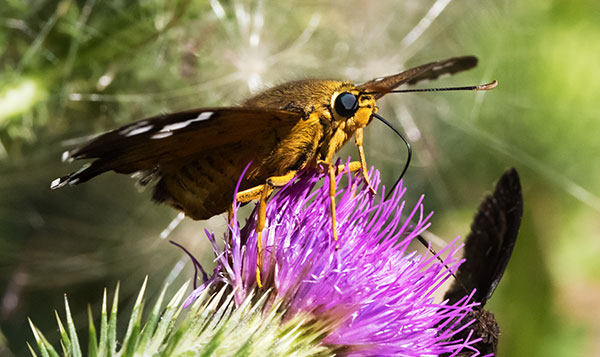 Dull Firetip Pyrrhopyge araxes  Butterfly