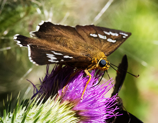 Dull Firetip Pyrrhopyge araxes  Butterfly