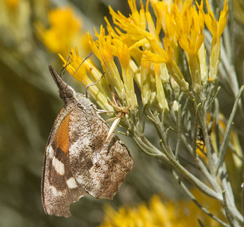 American Snout Libytheana carinenta Butterfly
