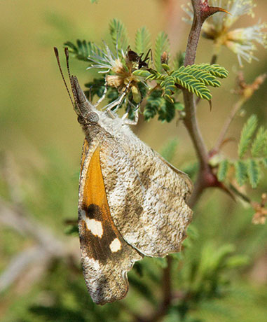 American Snout Libytheana carinenta Butterfly