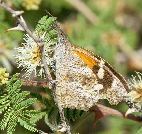 American Snout Libytheana carinenta Butterfly