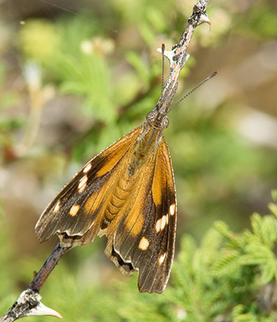 American Snout Libytheana carinenta Butterfly
