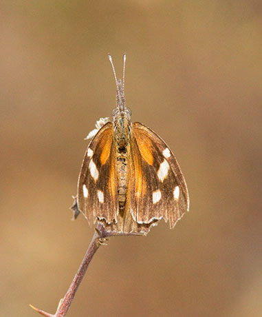 American Snout Libytheana carinenta Butterfly