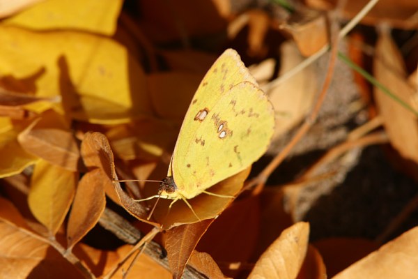 Cloudless Sulphur Phoebis sennae Butterfly