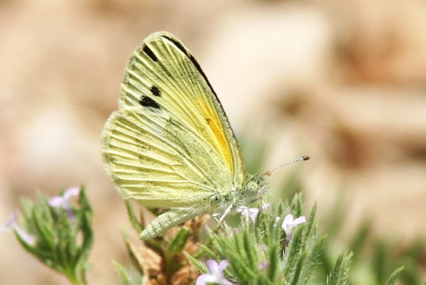 Dainty Sulphur Nathalis iole Butterfly