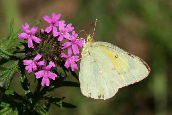 Orange Sulphur Colias eurytheme Butterfly